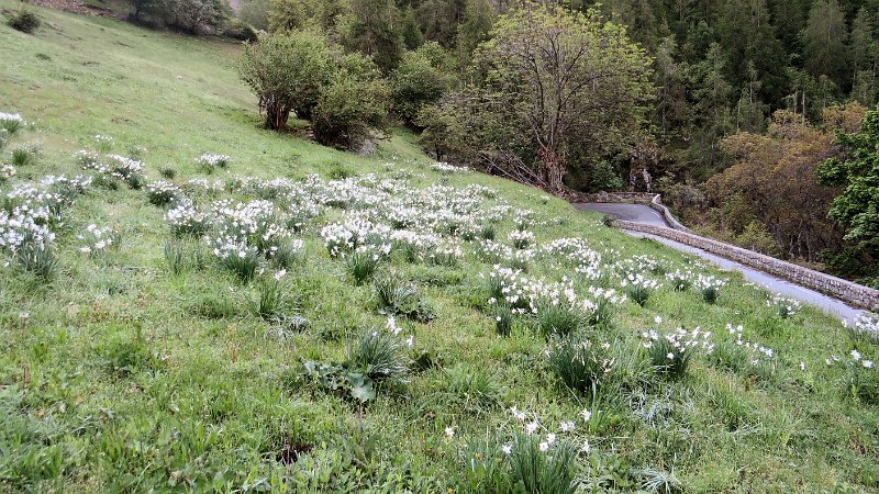 H (2) Narcissi.JPG
